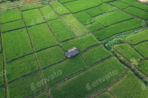 Preview: rice and rice fields in the countryside