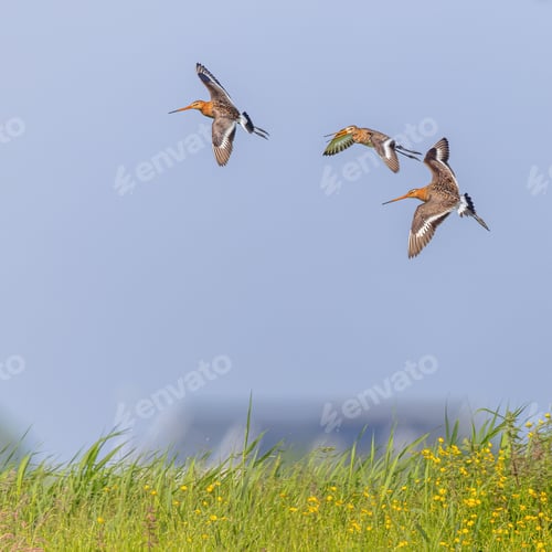 Preview: Godwits in territorial fight