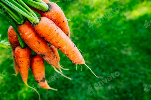 Preview: Carrots. Fresh organic harvest of carrots. Bunch of carrots on a background