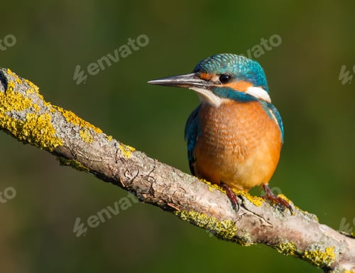 Preview: Common kingfisher, Alcedo atthis. a young bird sits on a branch above the river waiting for fish