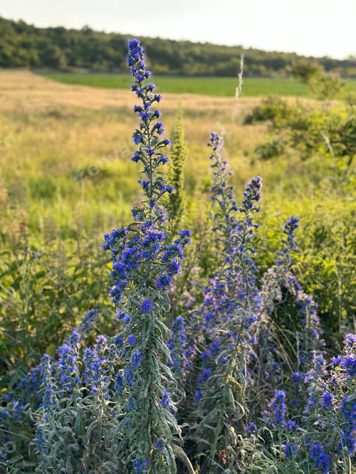Preview: Blue flower