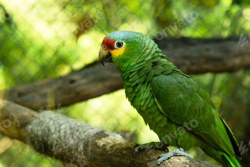 Preview: Red-lored amazon sitting on the branch in the cage