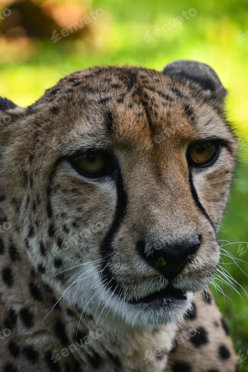 Preview: Close up profile portrait of cheetah