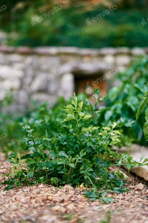 Preview: Green parsley bush growing on the ground