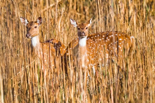 Preview: Spotted Deer, Royal Bardia National Park, Nepal