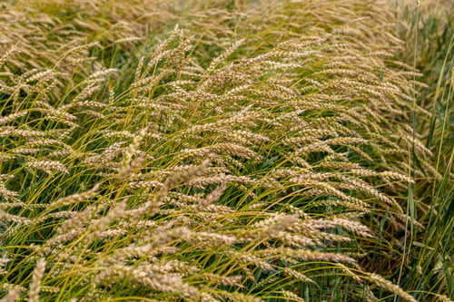 Preview: Golden ripe ears of wheat on the field