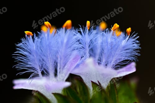 Preview: Wild flower in the forest