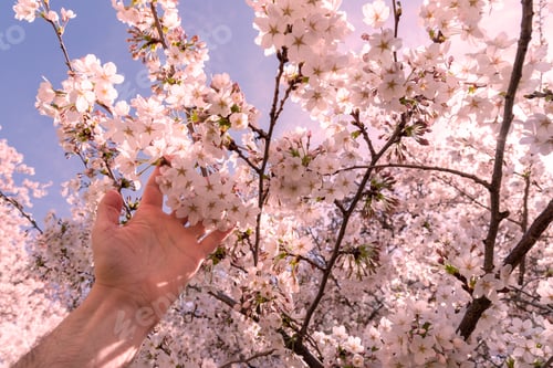 Preview: Hand running through blooming cherry tree blossoms in spring.