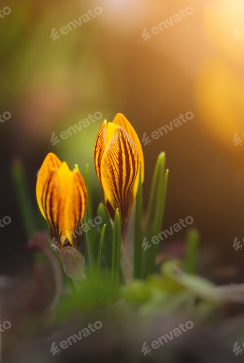 Preview: The first spring yellow crocuses on a bright sunny day, macro shot.