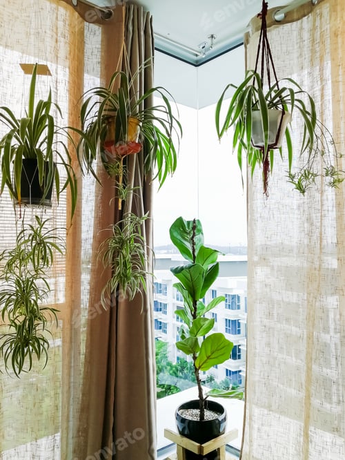 Preview: Indoor plants with hanging spider plants and giant fiddle figs next to the glass window in an apart