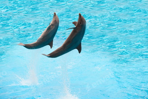 Preview: Dolphins
