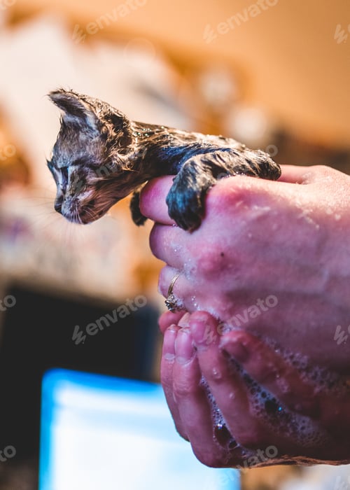 Preview: Washing Kitten