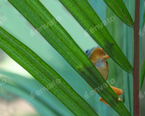 Preview: Tree Frogs Flying Frogs Hiding on Leaf