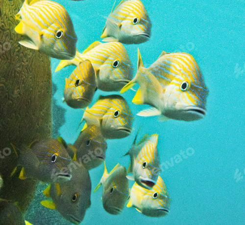 Preview: Colorful sea life underwater, shallow underwater seascape