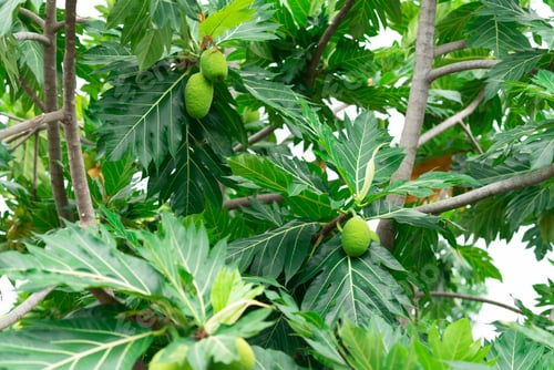 Preview: Breadfruit on breadfruit tree with green leaves in the garden. Tropical tree with thick leaves