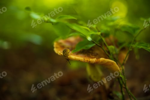 Preview: snail on a mushroom