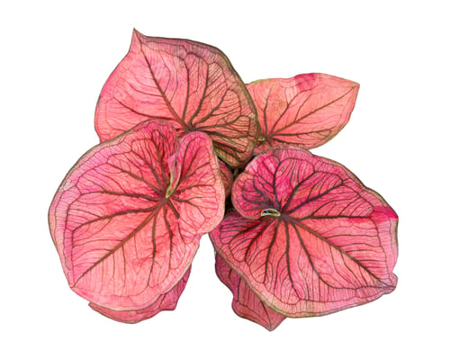 Preview: caladium on white background isolate with clipping path. Queen of the leaves plants. Colorful of bo