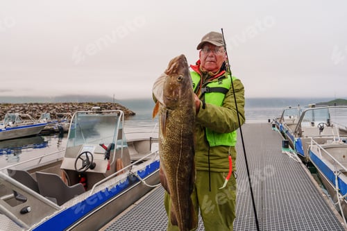 Preview: Fisherman holding a huge fish Cod. Norway Fishing tourism. Senior fisherman in ocean, fjord fishing.