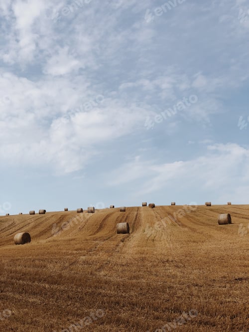Preview: Hay rolls sitting in an open field