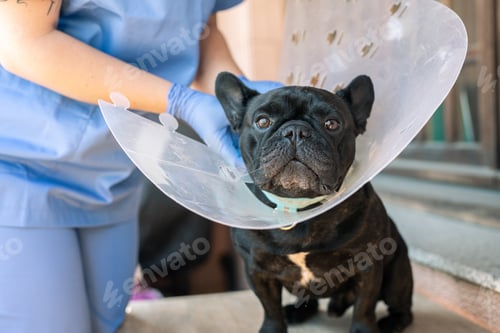 Preview: Veterinarian woman holding a black dog putting on an Elizabethan collar for it to heal.Domestic care