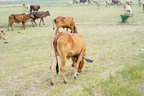 Preview: Cow in the green grass