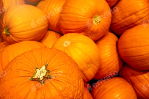 Vorschau: Auf dem Markt ausgestellter Kürbisse. Traditioneller dekorativer Halloween-Kürbis zum Schnitzen