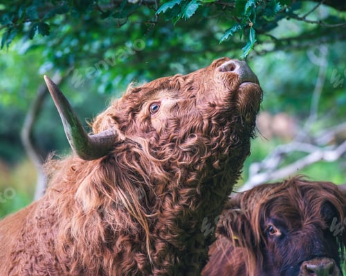 Preview: Closeup of a cattle eating leaves of a tree