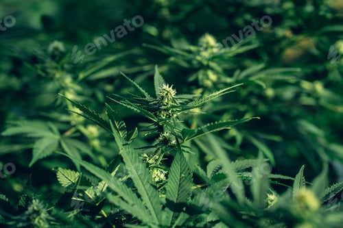 Preview: Group organic cannabis leaves on a dark background. Texture of Marijuana leaves of a plant.