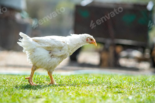 Preview: Hen feed on traditional rural barnyard. Close up of chicken standing on barn yard