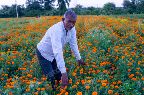Preview: Indian farmer in marigold flower field.