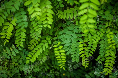 Preview: rain, raindrop, rainforest, raining