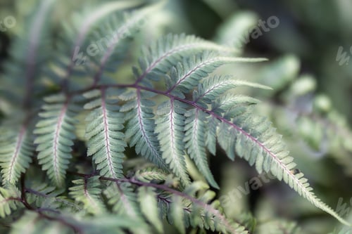 Preview: close - up of a fern on a lush green leafy plant