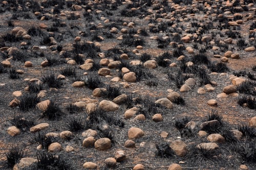 Preview: Burnt trees and grass after a forest fire.