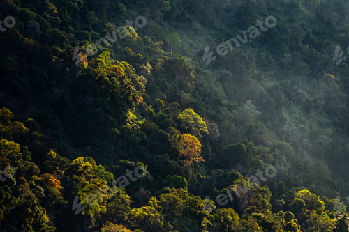 Preview: nature jungle landscape scene of tropical forest, concept of ecology and environment conservation