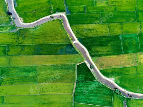 Preview: Paddy Field