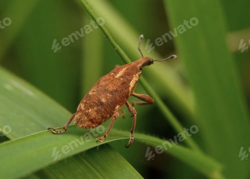 Preview: Lixus concavus, commonly called the rhubarb curculio, is a species of weevil