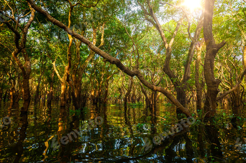 Preview: Flooded trees in mangrove rain forest