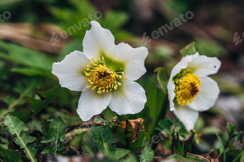 Preview: Hellebore flower (helleborus Niger) on a green background