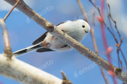 Preview: Long-tailed tit, Aegithalos caudatus. a bird flies from branch to branch in search of food