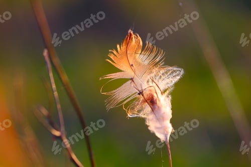 Preview: Feather in dried grass