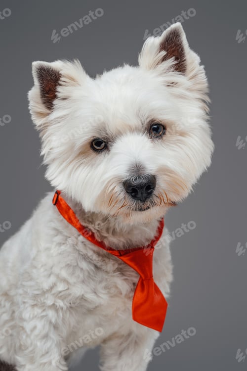 Preview: Domestic white terrier doggy with red necktie isolated on gray