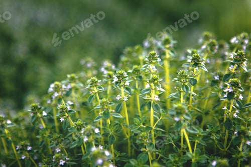 Preview: Sweet Basil green plants with flowers growing texture