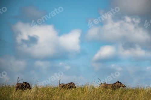 Preview: Warthog (Phacochoerus africanus) at El Karama Ranch, Laikipia County, Kenya