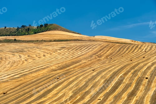 Preview: Rural landscape in Apulia at summer