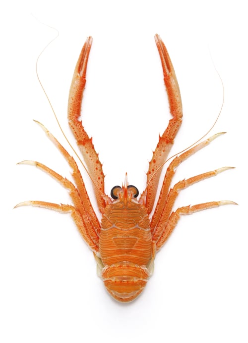 Preview: Squat Lobsters