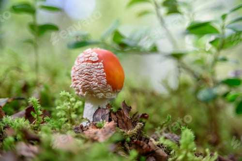 Preview: Non-edible mushrooms at forest