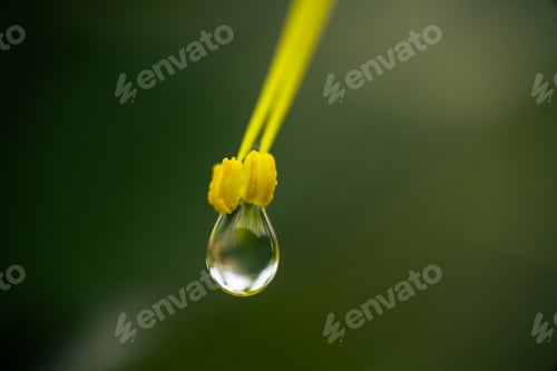 Preview: Pollen Drop