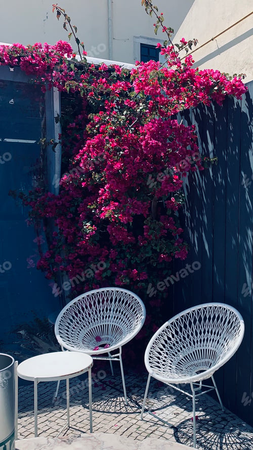 Preview: Bougainvillea spills over a grey wooden fence over two white Acapulco lawn chairs.