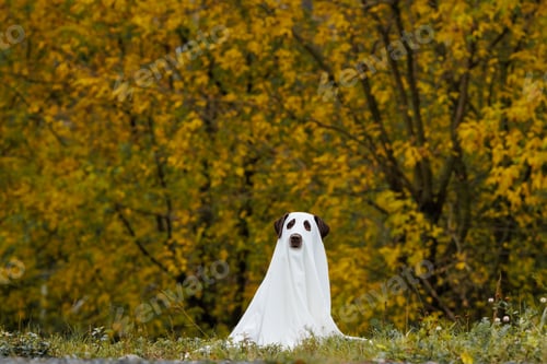 Preview: Cute Labrador dog is dressed in Halloween ghost costume