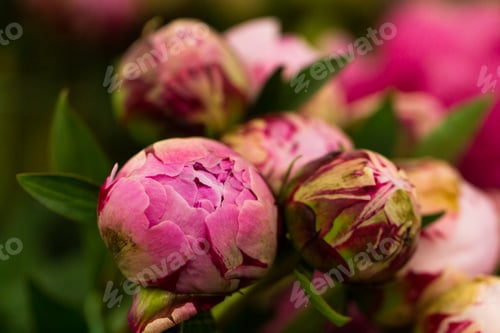 Preview: Peony